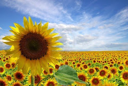girasol sunflower flores een mirasol plantation zonnebloem aanplanting girasoles campo flowers plantacion bloemen planta ser lleno david usos