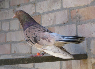 pigeons roller oriental orientalischer
