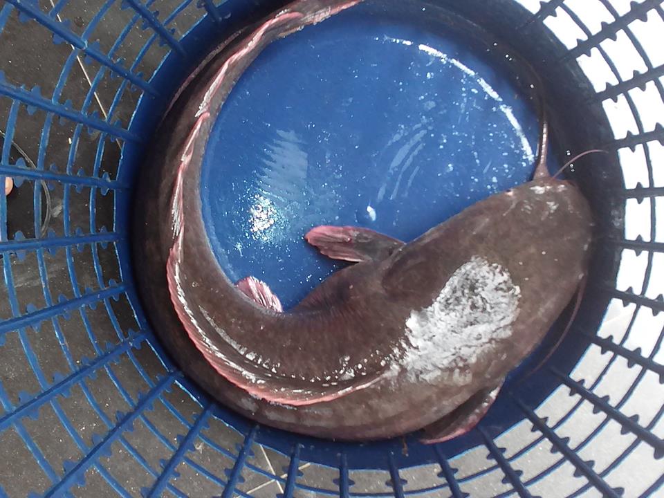 MC AGRIC SERVICES HOW TO START CATFISH FARMING BUSINESS IN GHANA