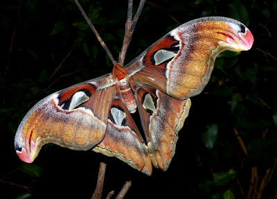Attacus lemairei female Attacus lemairei female