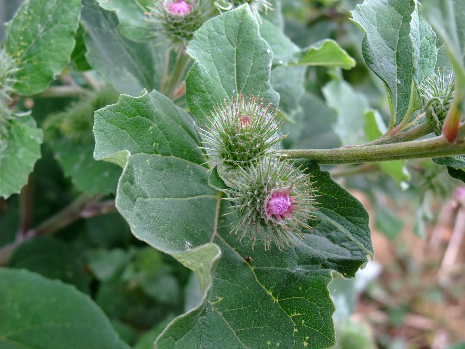 Natürlich Gesund Burdock Root increases circulation to