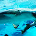 Акула изяжда друга акула в аквариума в Сеул (видео)