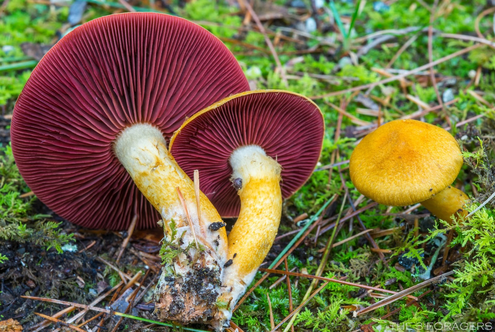 The 3 Foragers Foraging for Wild, Natural, Organic Food Autumn