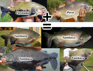 cruzamento entre peixes