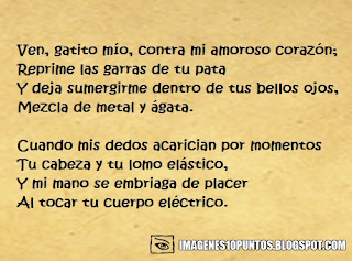 poemas de gatos poemas de gatos