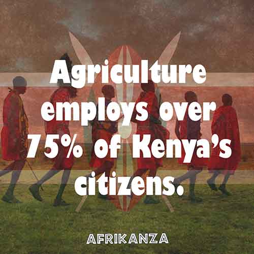 12 Interesting Facts About Kenya tangerine