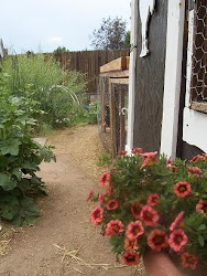 suburban chicken homesteading tunnel coop chunnel homestead garden standing right am