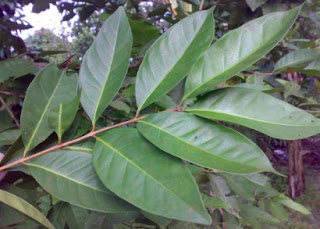 manfaat daun salam untuk kesehatan dan Cara Mengolahnya manfaat daun salam untuk kesehatan dan cara mengolahnya, manfaat daun salam untuk diet, manfaat daun salam kering, manfaat daun salam untuk diabetes, khasiat daun salam dan sereh, cara merebus daun salam, efek samping daun salam, cara membuat rebusan daun salam