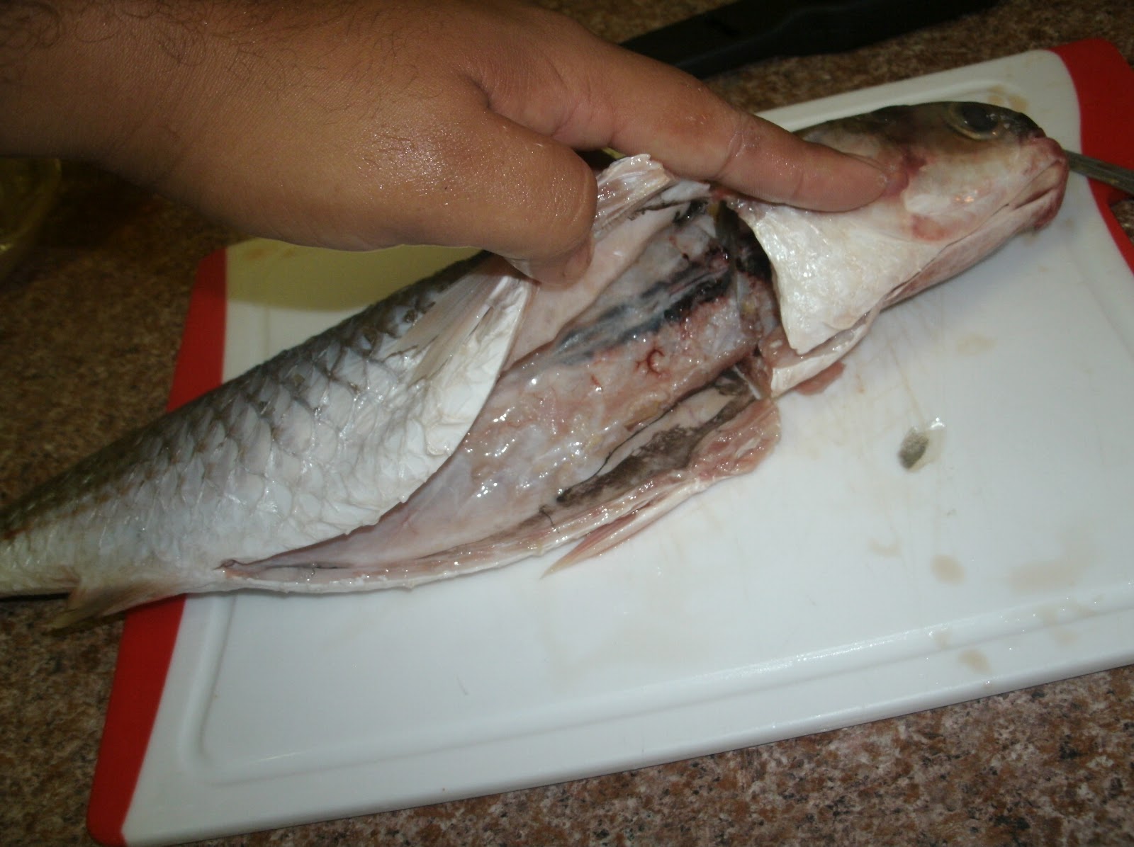 A Pescar en PR: Como preparar la Jarea para carnada.