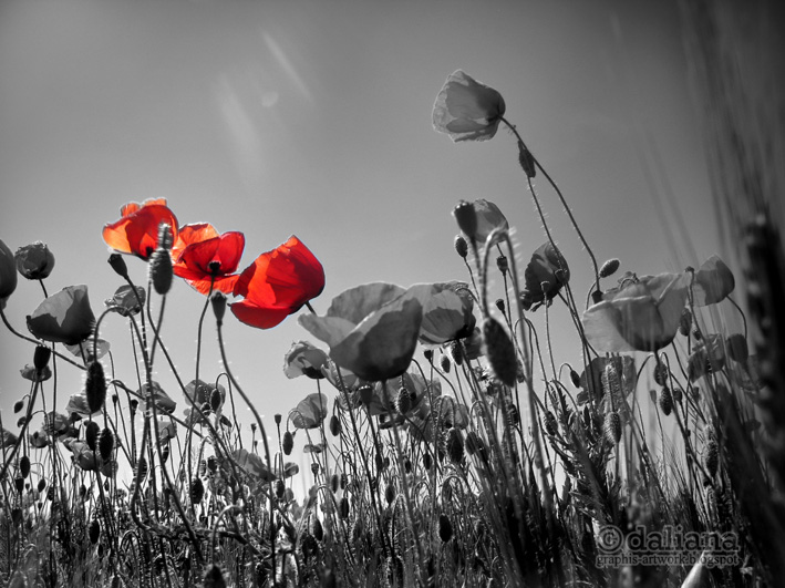 Photographis LIFE FOR SALE Prospekt's March / Poppyfields / COLDPLAY