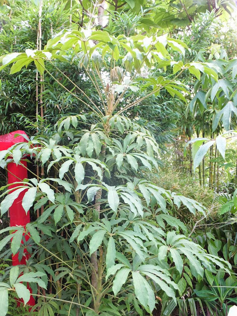 Schefflera rhododendrifolia