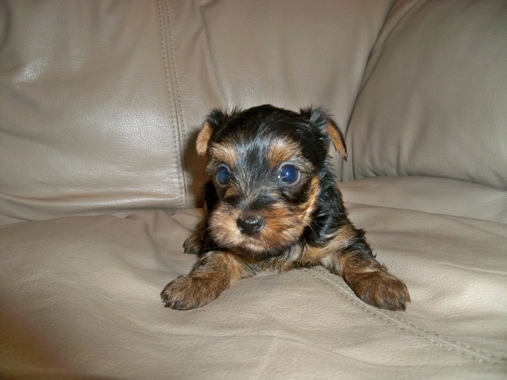 Ivy Bluff Kennel 6157655403 YORKIE FEMALE