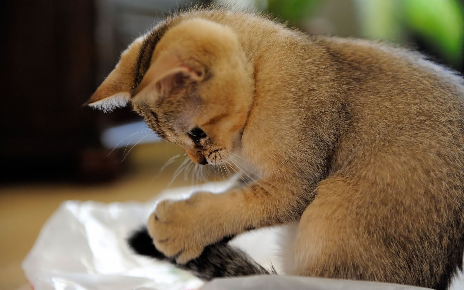 10 Gambar Kucing Paling Cantik dan Imut