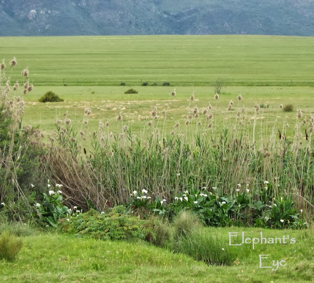 Wild arum lilies on a farm outside Porterville in September 2009