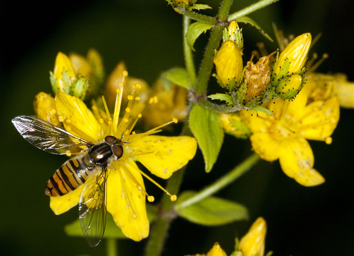 Marmalade Hoverfly Naturally