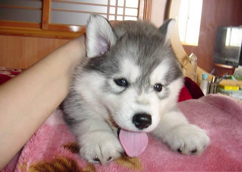 Dogs Cutest Husky Puppies Ever Dogs Cutest Husky Puppies Ever