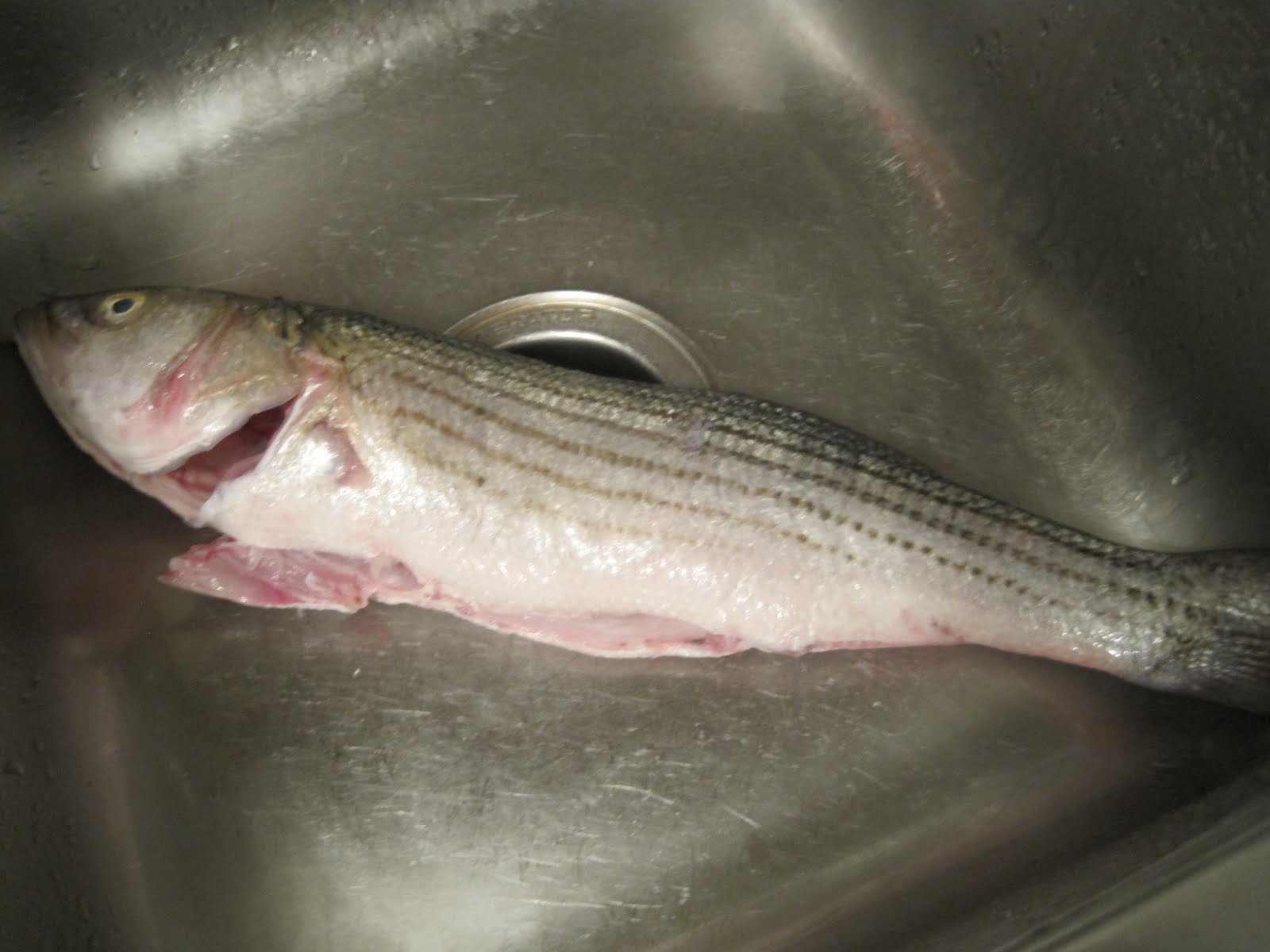 corcoran-street-kitchen-whole-grilled-rockfish