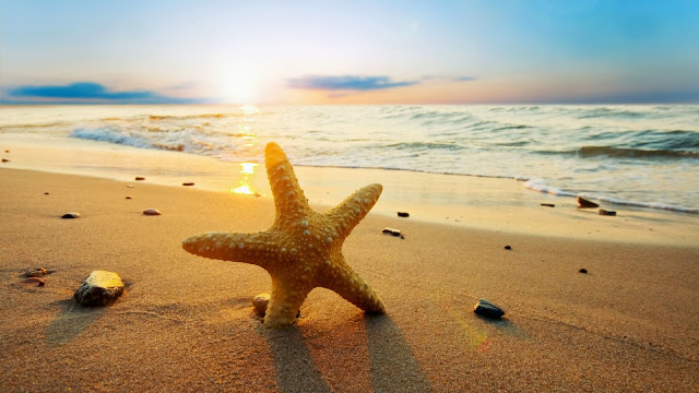 Imagenes de Estrella de Mar Playas en HD