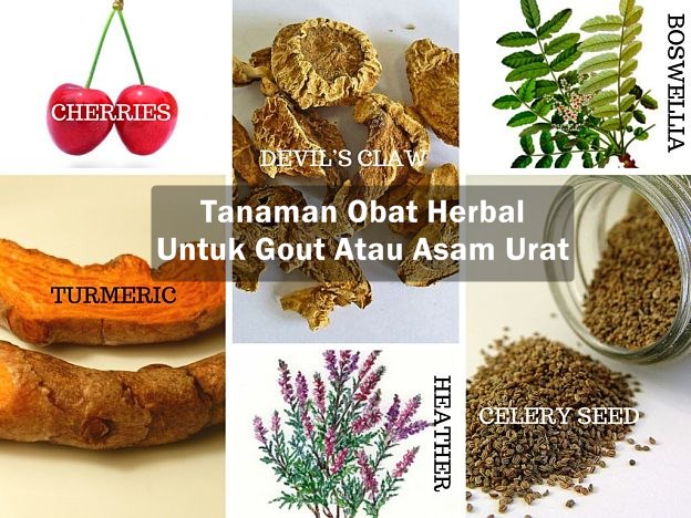 Tanaman Obat Herbal untuk Gout Atau Asam Urat