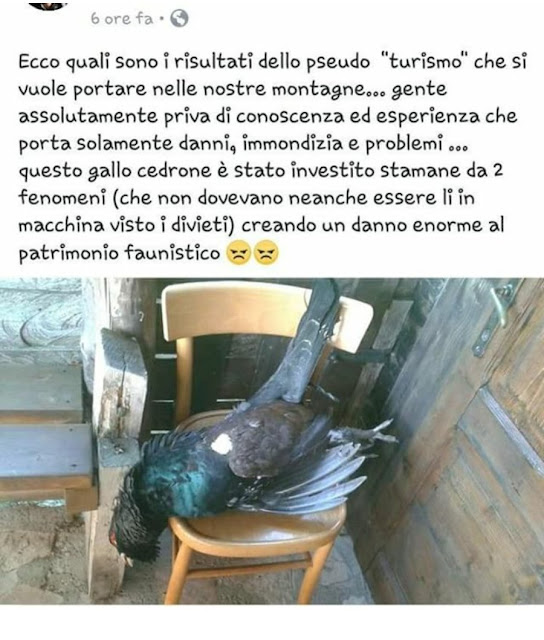 gallo cedrone