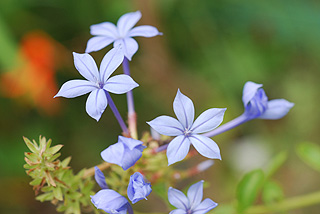 ルリマツリ／プルーンバーゴ