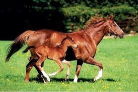 Foal and Mare