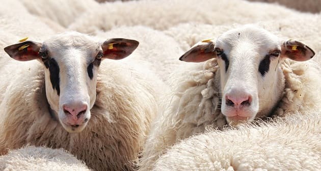 Ερμηνεία του να βλέπεις πρόβατα σε ένα όνειρο