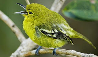 suara burung sirtu suara sirtu, suara pleci, sirtu gacor, sirtu ngeroll, sirtu ngalas, pleci ngalas, pleci gacor, pleci ngeroll