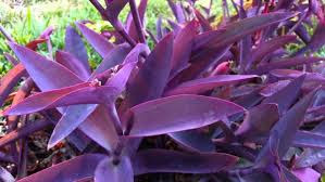 Trapoeraba-roxa (Tradescantia pallida purpurea)   As Trapoerabas são plantas muito conhecidas e facilmente encontradas em jardins e canteiro, tanto os públicos e residenciais quanto os comercias.