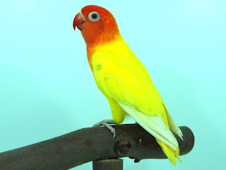 gambar burung lovebird gambar burung lovebird