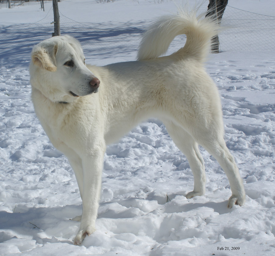 Akbash Rescue: Canadian Akbash dog needs home
