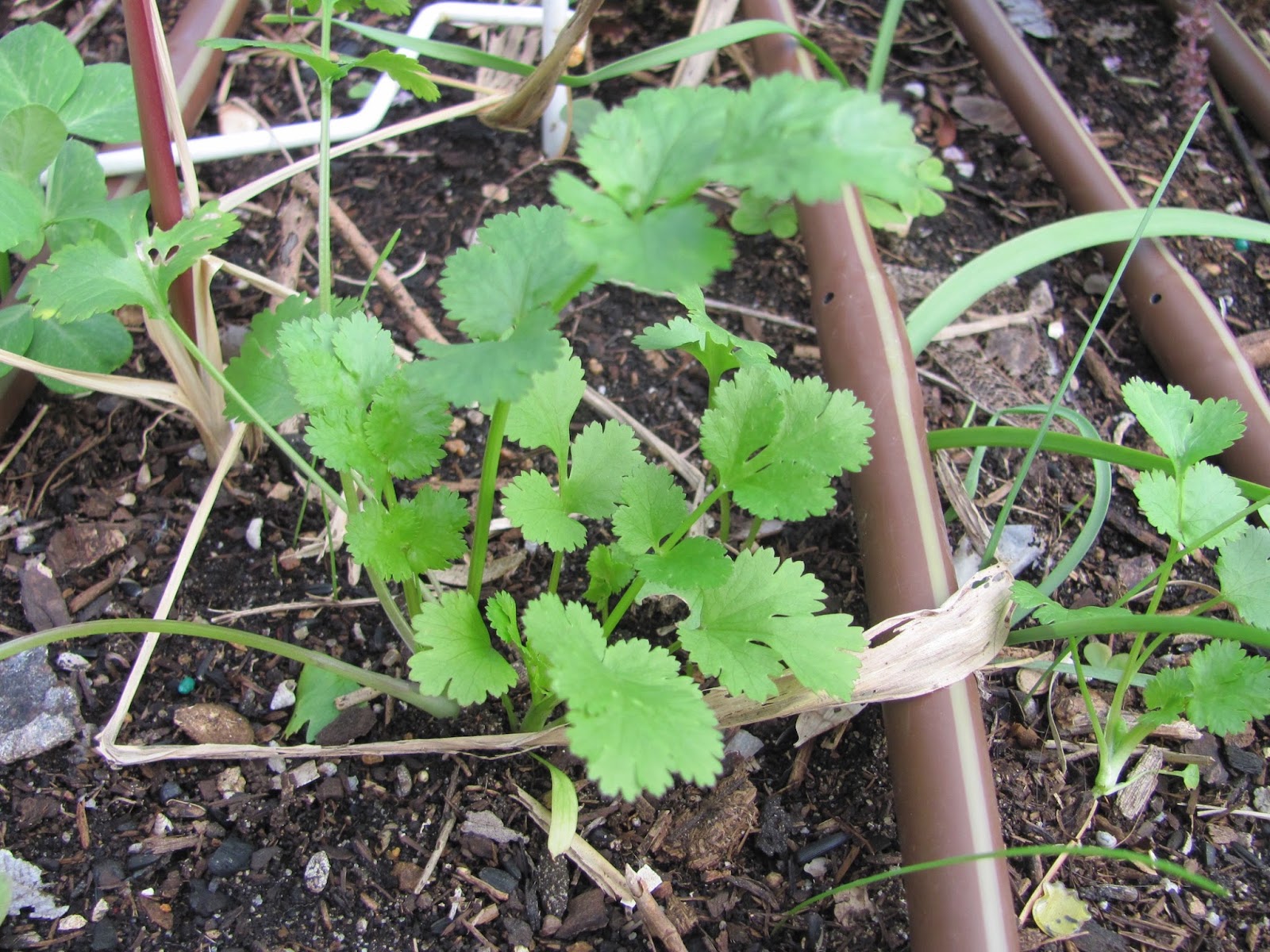 Permaculture Gardening in Fremantle and Perth.
