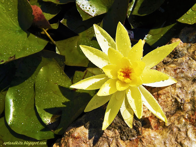 Quando a tua luz própria, provém do brilho do teu carácter... garantidamente, incomodarás algumas sombras... / When your inner light comes from the brightness of your character... you will bother some shadows, that's for sure...