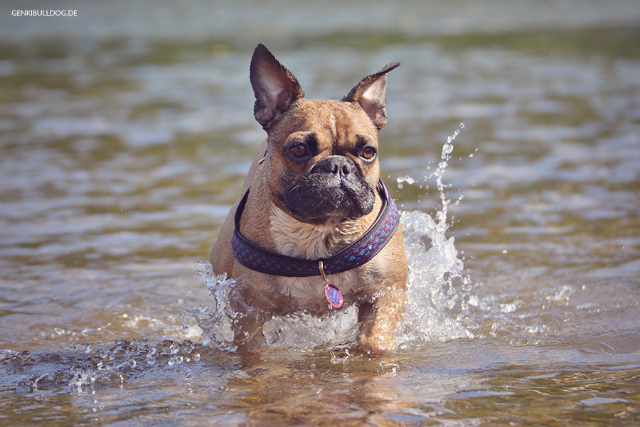 Hundeblog Genki Bulldog Mit Hunden am Neckarstrand Hundeblog Genki Bulldog Mit Hunden am Neckarstrand