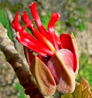 FLOR DE MANITA: FLOR DE MANITA