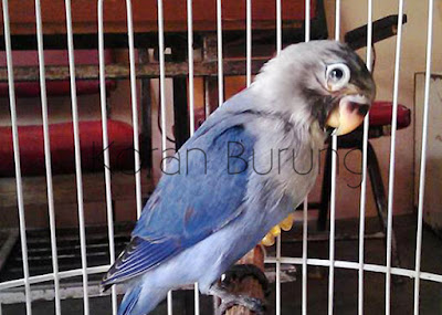 Awas Keliru!! Inilah Cara Paling Tepat Penanganan Penyakit Snot Pada Lovebird Snot atau dalam bahasa kedokteran disebut Infectious Coryza merupakan suatu penyakit pern Awas Keliru!! Inilah Cara Paling Tepat Penanganan Penyakit Snot Pada Lovebird