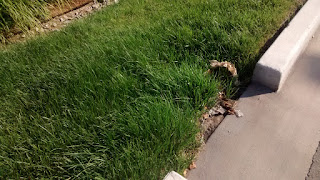 The break in the concrete curb allows the water to enter the riparian buffer zone where the Plants naturally cycle the toxins from the water.