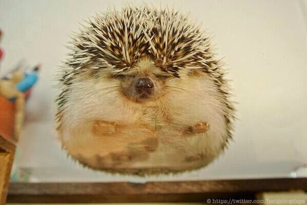 Galleries Today: Very Cute Hedgehog