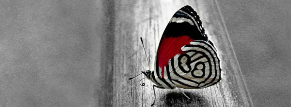 beautiful butterfly facebook timeline covers