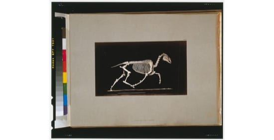 Esqueleto de un caballo al trote. Foto de 1881, de Eadweard Muybridge Esqueleto de un caballo al trote. Foto de 1881, de Eadweard Muybridge