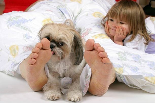 shih tzu-lambendo-o-seu-dono