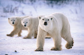 #5 Polar Bear Wallpaper