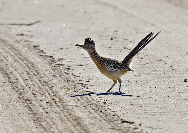 Greater Roadrunner crossing the road Greater Roadrunner crossing the road