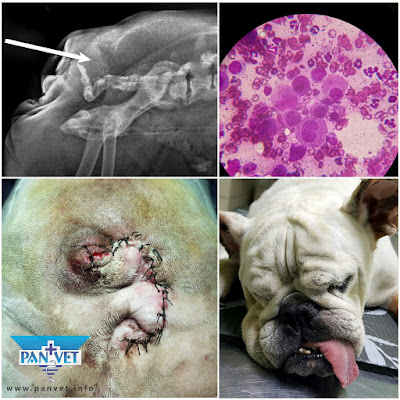 Hirurgija tumora analne žlezde kod psa