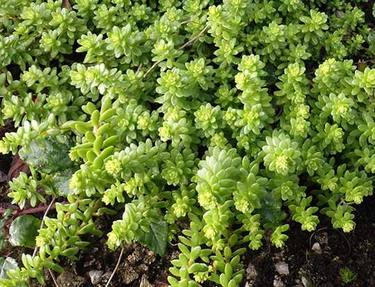 PAMPAJARITO (Sedum acre)