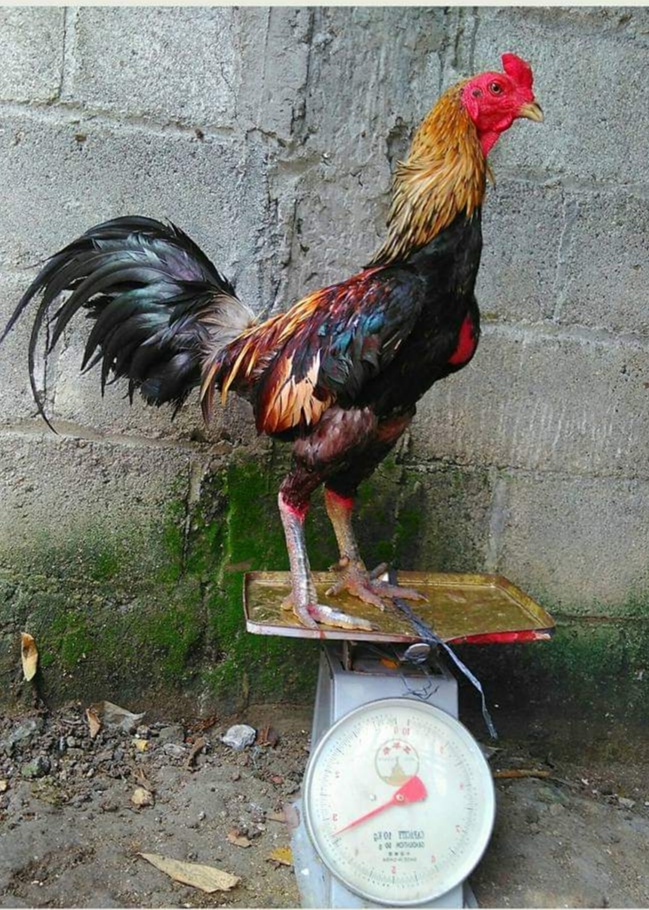 Anda Pemula Iniilah Daftar Ukuran Dan Kelas Ayam Yang Harus Diketahui Majalah Ayam