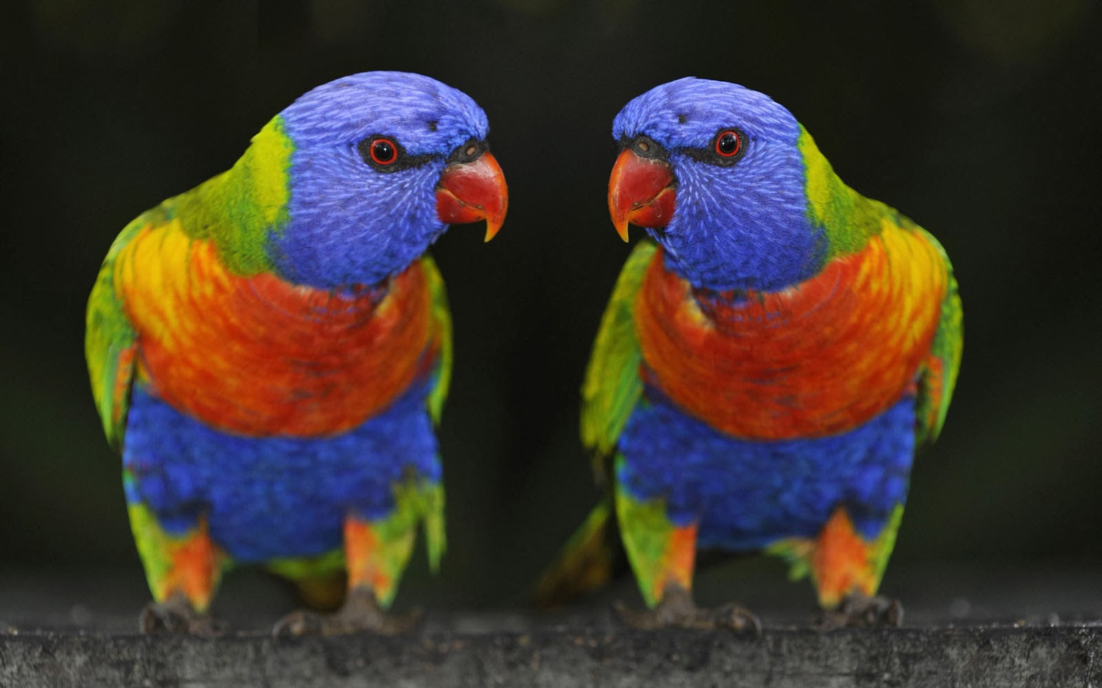 wallpapers: Parrots Wallpapers