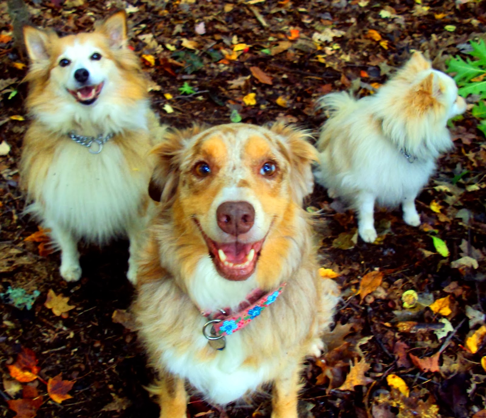 Dog Training, Puppy Training, Behaviour Modification, Rehabilitation