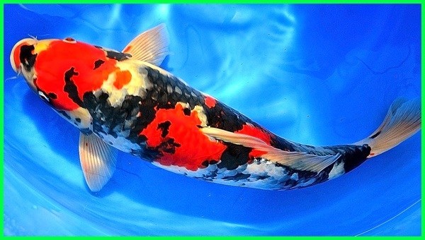 10 Ikan Koi Termahal di Dunia, Harganya Bikin Geleng-geleng Kepala
