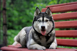 Siberian Husky Snow Dogs HD Wallpapers 